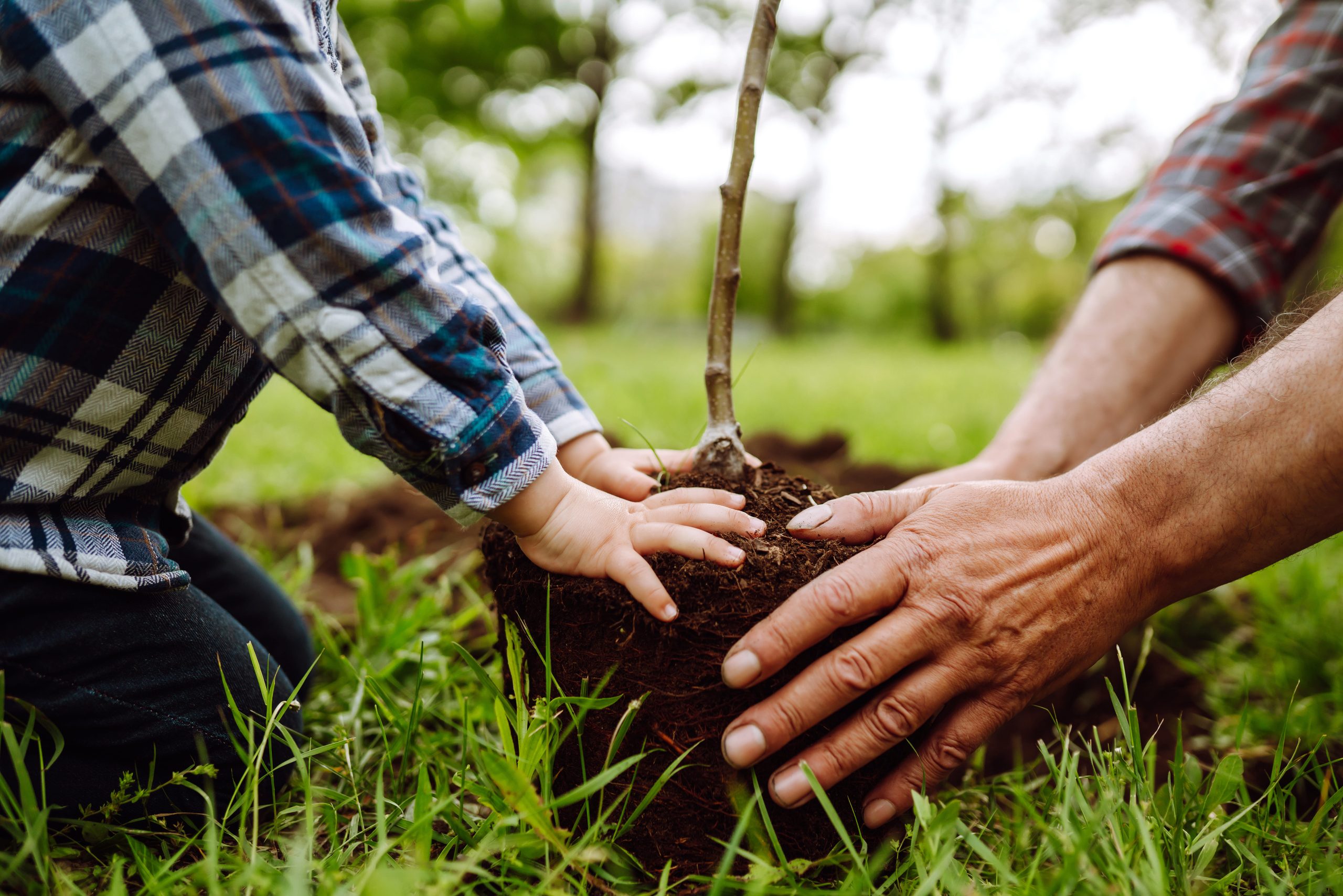 Importância do plantio de árvores: para um futuro sustentável