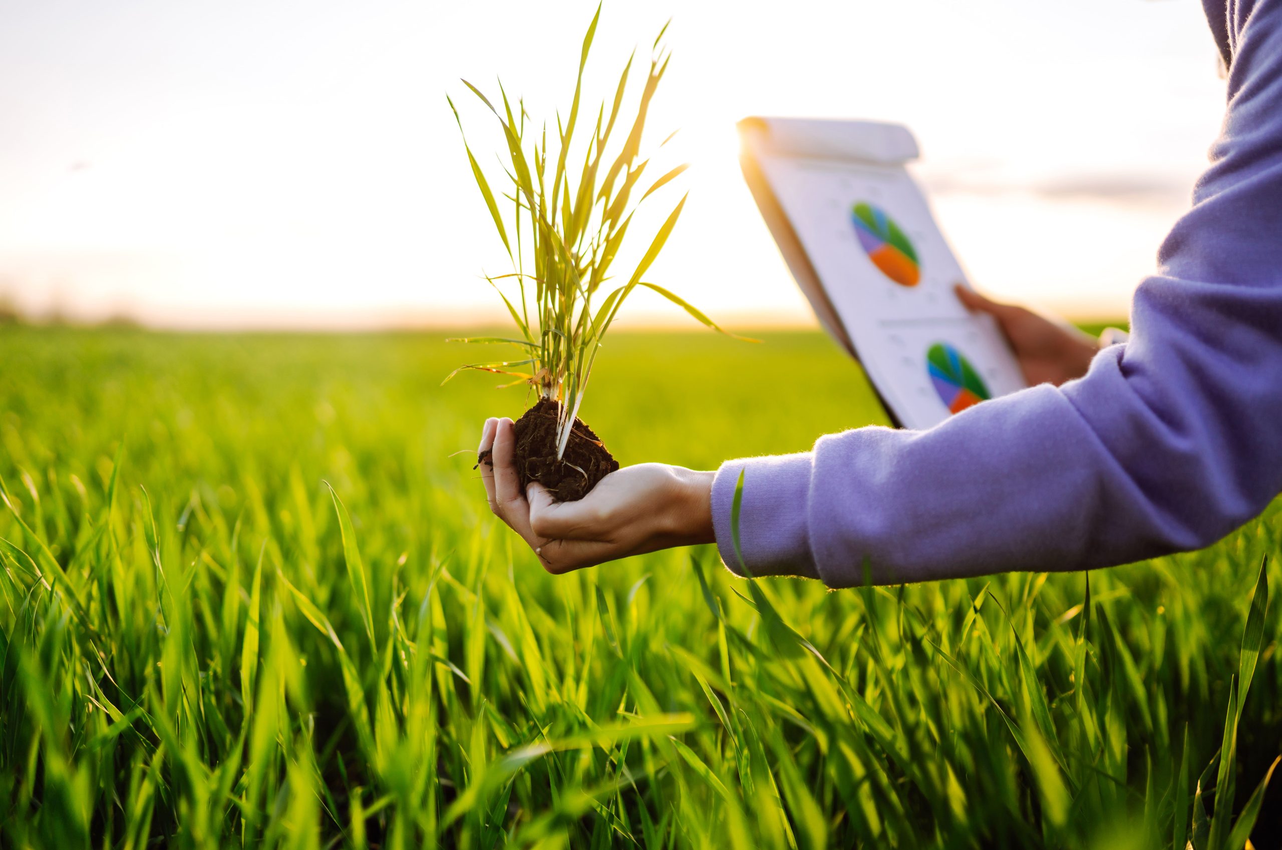 Agricultura sustentável: transformando boas práticas em vantagem competitiva