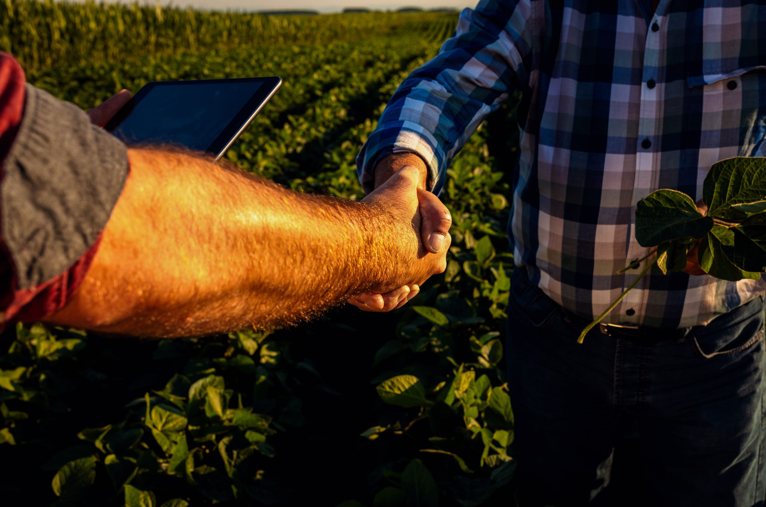 Associativismo no agronegócio: vantagem institucional para empresas
