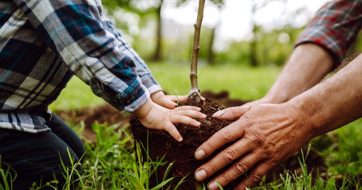 importância do plantio de árvores adiaesp blog mãos de criança e de adultdo plantando árvore